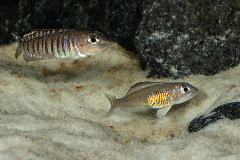 Lamprologus signatus